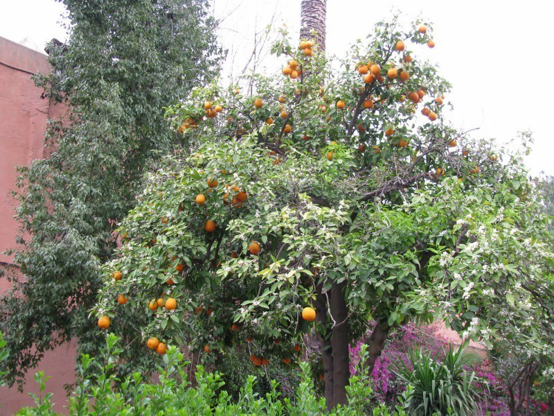 Sinasappelboom