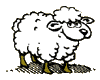 Bewegend Schaap