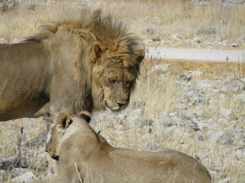 Leeuwen in Etosha