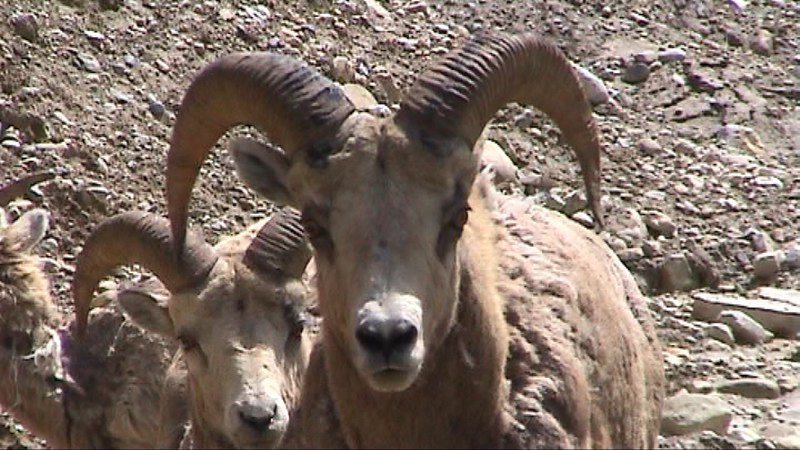 Berg schaap