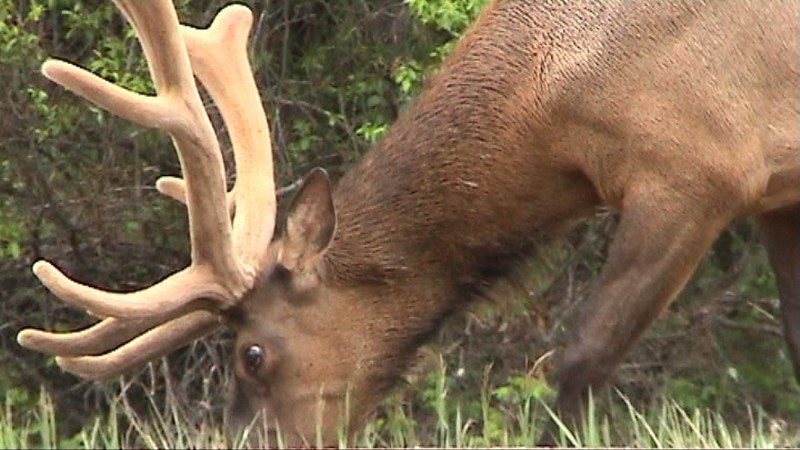 Elk