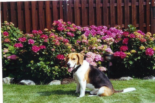 Tim in juni 2004